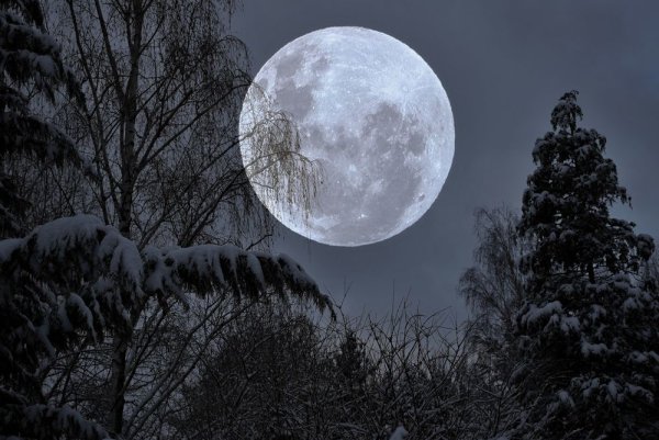 Огромная Луна в зимнем лесу