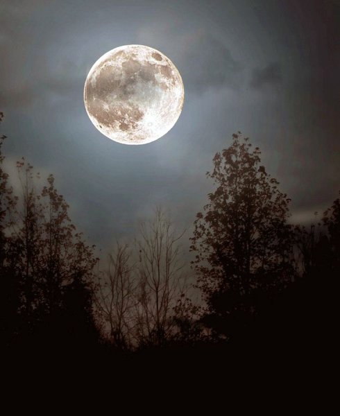 Ночной лес с луной