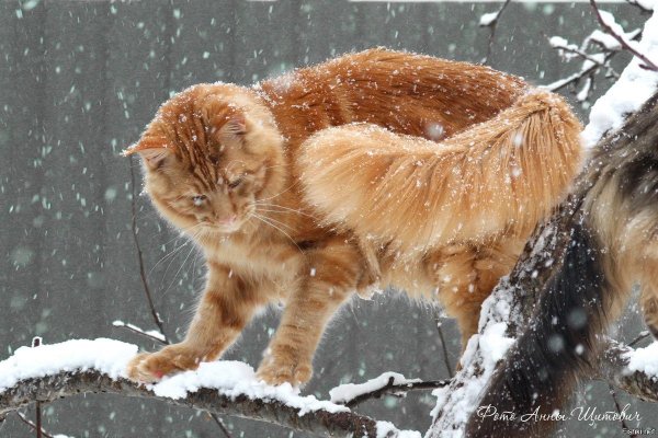 Рыжий кот зимой