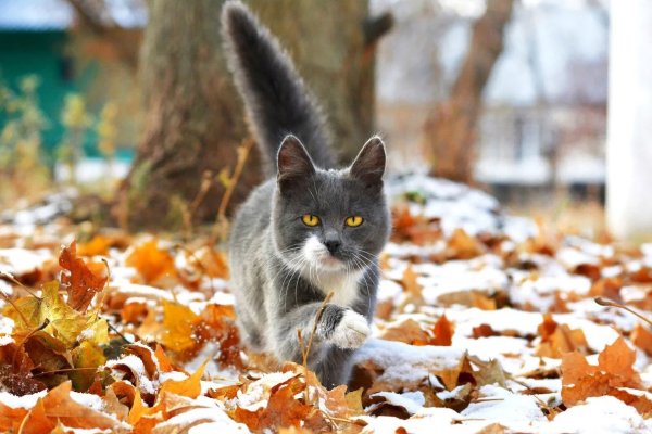 Осень первый снег