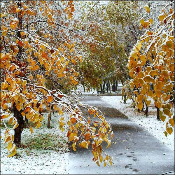 Первый снег осенью