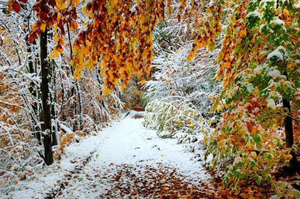 Осень первый снег