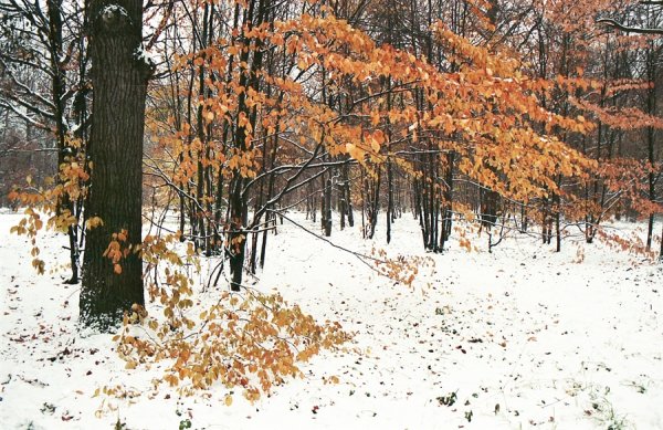 Поздняя осень для дошкольников ноябрь