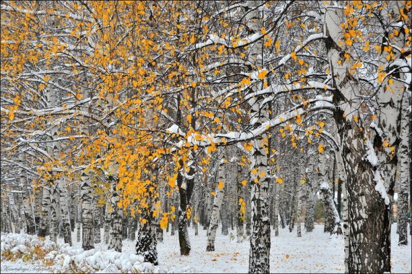 Поздняя осень в березовой роще