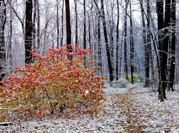 Ефимий осенний народный праздник
