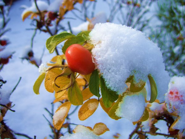 Снег осенью