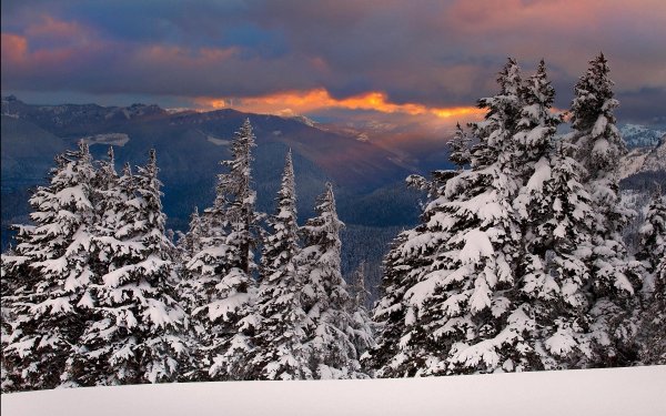 Заснеженные Карпаты