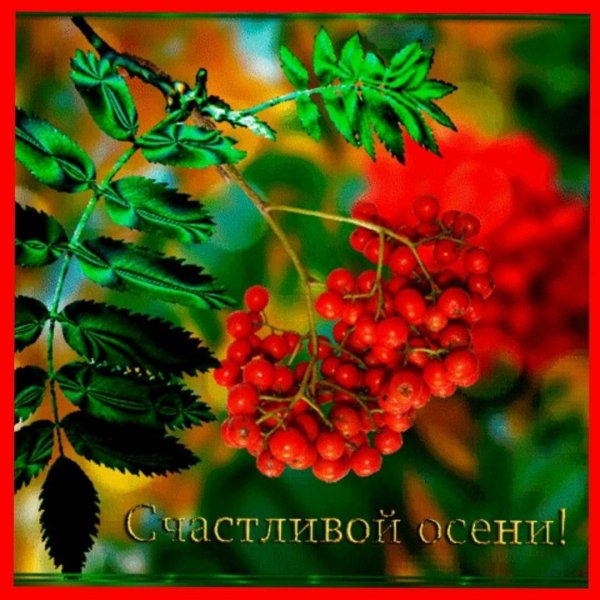 Рябиновые ночи