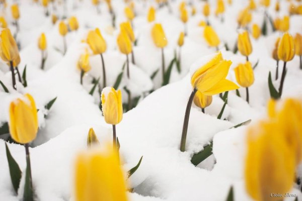 Тюльпаны в снегу