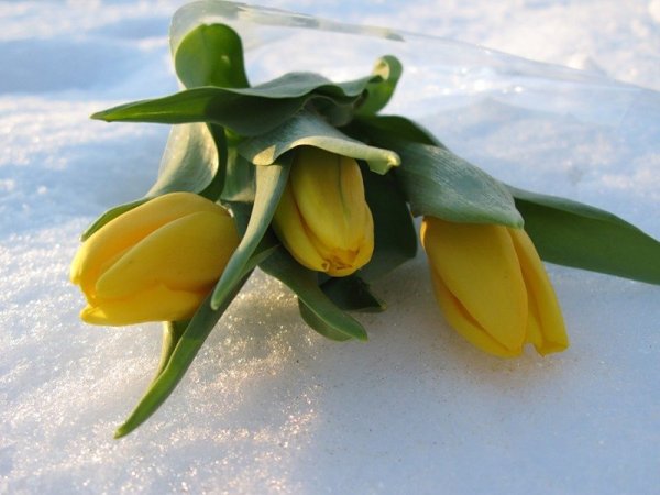 Желтые тюльпаны на снегу