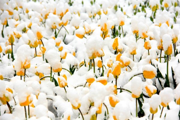 Желтые тюльпаны на снегу