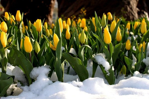 Тюльпаны в снегу