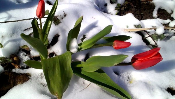 Тюльпаны занесло снегом