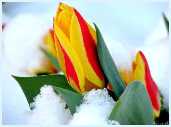 Оранжевые тюльпаны и снег