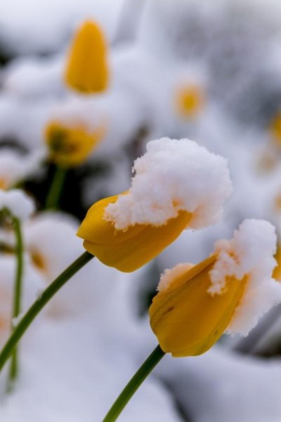 Желтые цветы в снегу