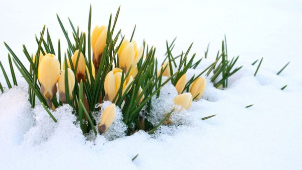 Желтые тюльпаны в корзине на фоне снега фото