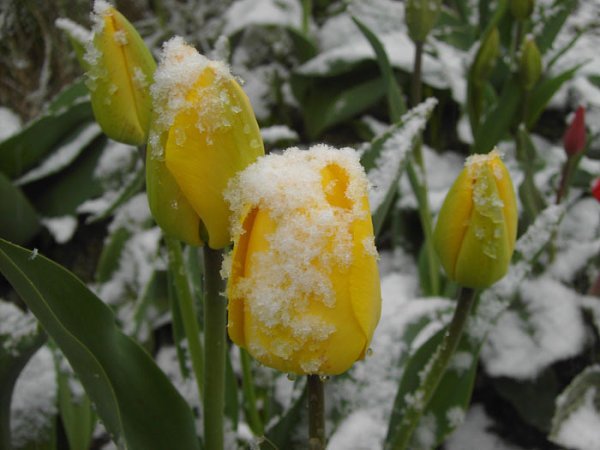 Желтые тюльпаны зимой