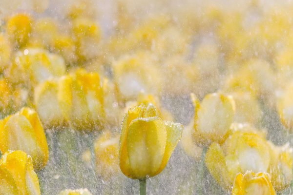 Желтые тюльпаны в инее