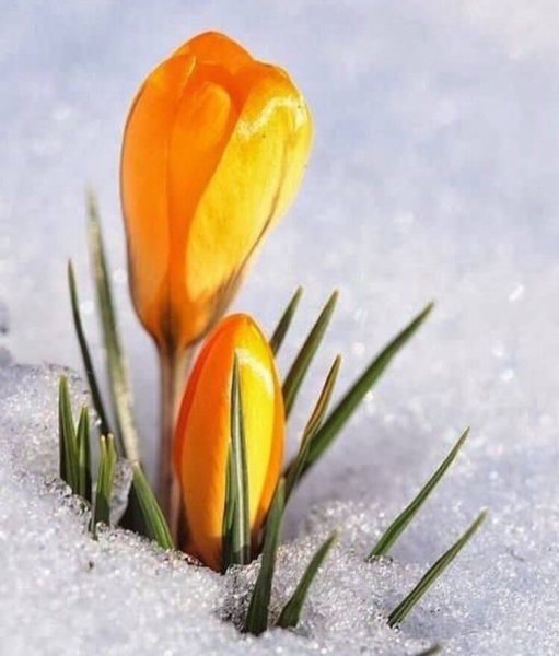 Крокусы в снегу