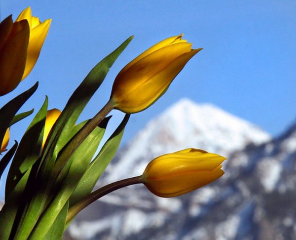 Полевые желтые тюльпаны