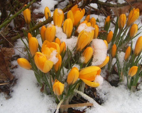 Скоро Весна