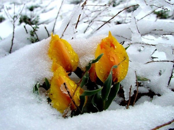 Желтые тюльпаны на снегу