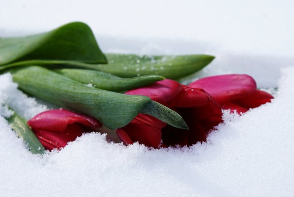 Букет тюльпанов на снегу