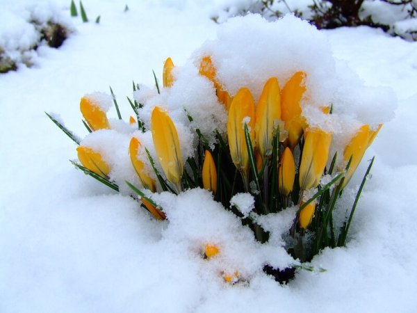Желтые крокусы в снегу