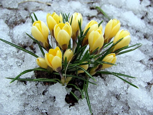 Желтые крокусы в снегу