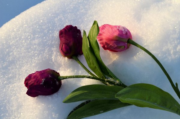 Букет тюльпанов на снегу