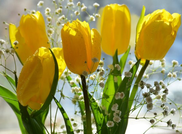 Весенние цветы мимозы с тюльпанами