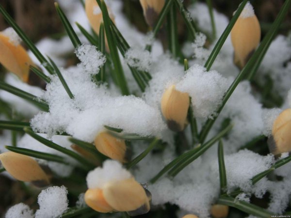 Букет цветов на фоне снега