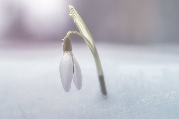 Подснежники в снегу