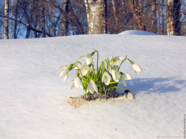 Подснежники в снегу
