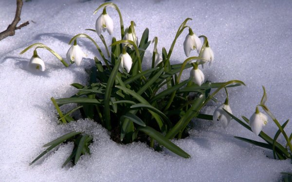 Подснежник снежный Приднестровье