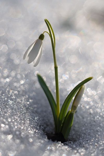Подснежники в снегу
