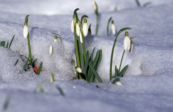 Подснежник белоцветник весенний снег