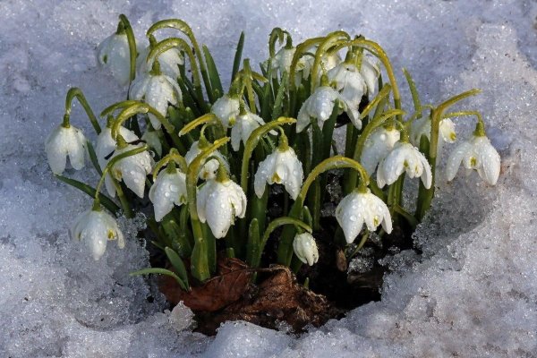 Весенний первоцвет - Подснежник