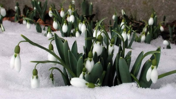 Ранняя Весна подснежники