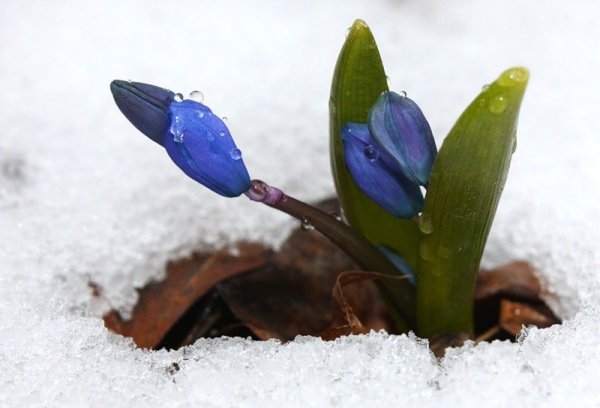 Весна проталины подснежники