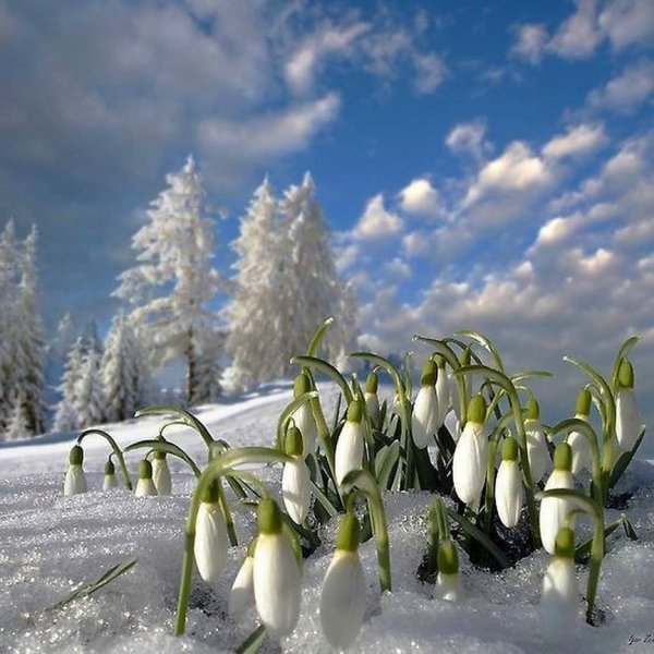 Подснежники в снегу