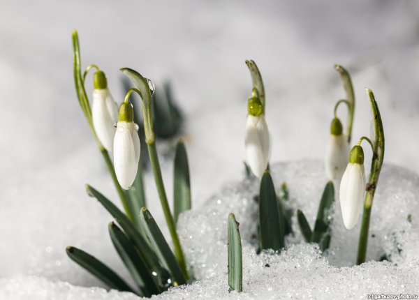 Подснежники Ямала