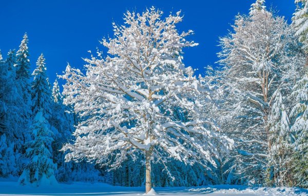 Заснеженные деревья