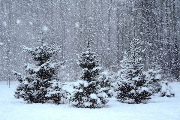 Зимний лес снегопад