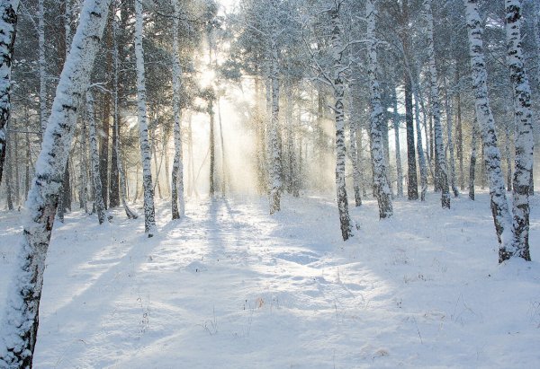 Декабрьский снег