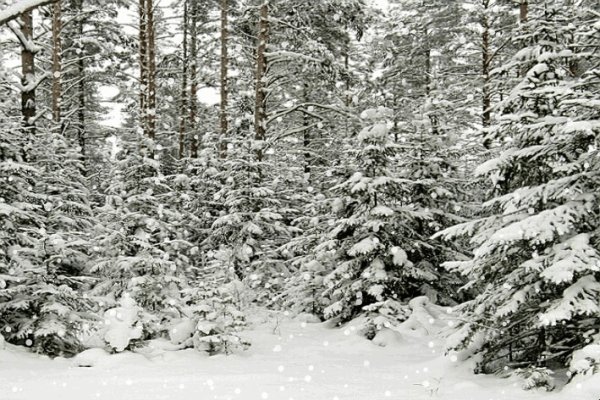 Зимний лес анимация