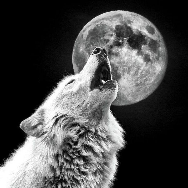 Волчица воет