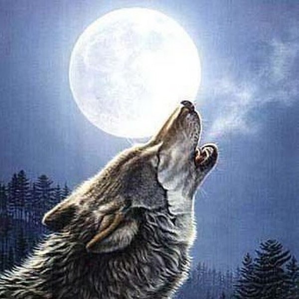 Воющий волк