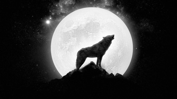Howling Wolf музыкант