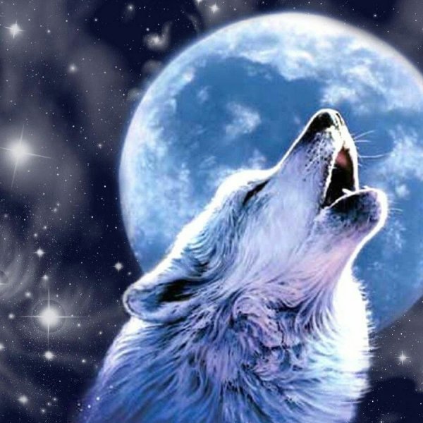 Волк воет на луну арт